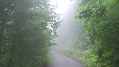 Foggy-forest-road.